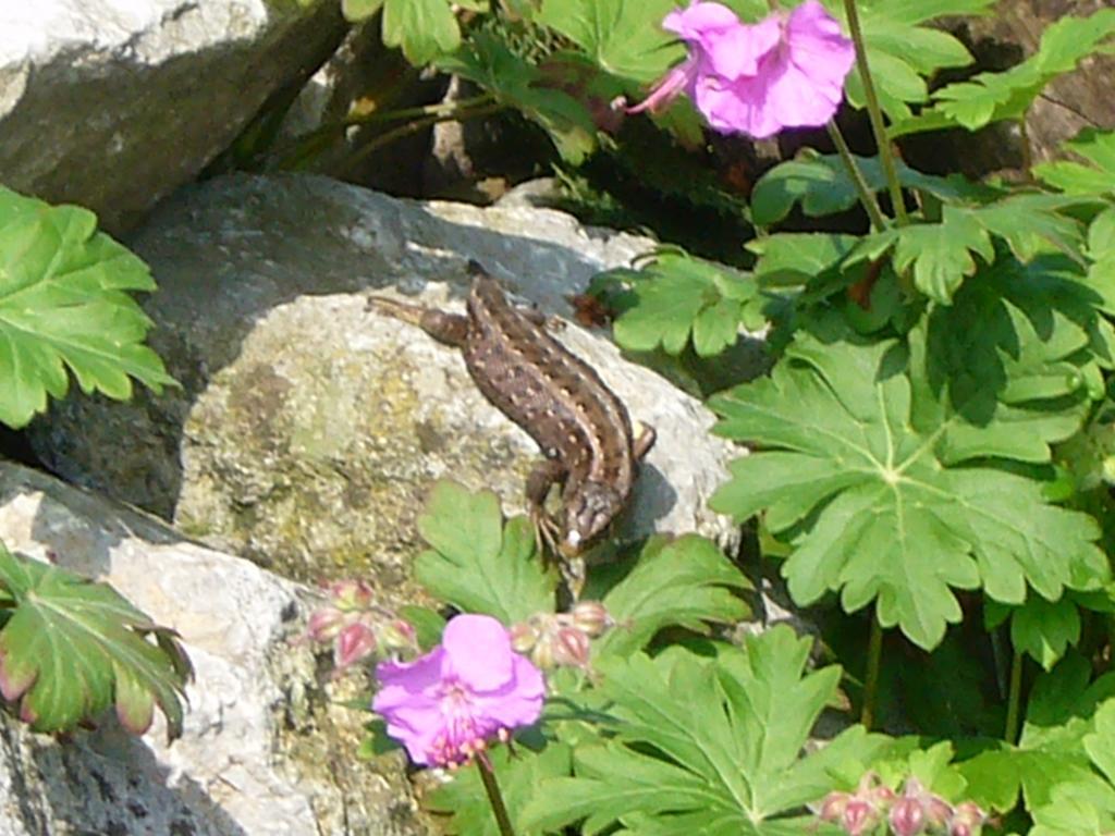 Reni'S Oase Am Bodensee Bed & Breakfast Kesswil Bagian luar foto
